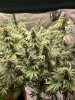 5533297_grow-journal-by-wallywonksilgmpurple-kush.jpg 5533297_grow-journal-by-wallywonksilgmpurple-kush.jpg