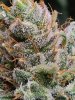 5533301_grow-journal-by-wallywonksilgmpurple-kush.jpg 5533301_grow-journal-by-wallywonksilgmpurple-kush.jpg