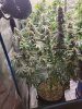 5533574_grow-journal-by-wallywonksilgmpurple-kush.jpg 5533574_grow-journal-by-wallywonksilgmpurple-kush.jpg