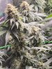 5533583_grow-journal-by-wallywonksilgmpurple-kush.jpg 5533583_grow-journal-by-wallywonksilgmpurple-kush.jpg