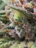 5533588_grow-journal-by-wallywonksilgmpurple-kush.jpg 5533588_grow-journal-by-wallywonksilgmpurple-kush.jpg
