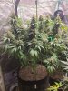 5533449_grow-journal-by-wallywonksilgmpurple-kush.jpg 5533449_grow-journal-by-wallywonksilgmpurple-kush.jpg