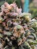 5533460_grow-journal-by-wallywonksilgmpurple-kush.jpg 5533460_grow-journal-by-wallywonksilgmpurple-kush.jpg