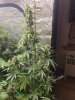 5533423_grow-journal-by-wallywonksseedsmanalaskan-purple-auto.jpg 5533423_grow-journal-by-wallywonksseedsmanalaskan-purple-auto.jpg
