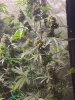 5533428_grow-journal-by-wallywonksseedsmanalaskan-purple-auto.jpg 5533428_grow-journal-by-wallywonksseedsmanalaskan-purple-auto.jpg