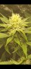 Screenshot_20220407-220904_Gallery.jpg
