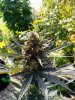 Feminised cannabis seeds autoflower strain Black Widow-1.jpg
