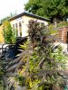 Feminised cannabis seeds autoflower strain Black Widow-7.jpg