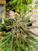 Outdoor cannabis seeds autoflower feminised Nordic Collection strain Brutalis-5.jpg
