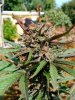 Outdoor cannabis seeds autoflower feminised Nordic Collection strain Brutalis-6.jpg