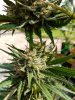 Outdoor cannabis seeds autoflower feminised Nordic Collection strain Brutalis-7.jpg