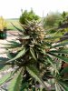 Outdoor cannabis seeds autoflower feminised Nordic Collection strain Brutalis-8.jpg