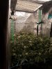 picture to remember what they looked like jic the neem kills them.jpg