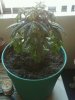 plant.jpg