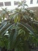plant2.jpg