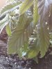 plant 3.jpg