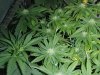 3weeksflower4.jpg