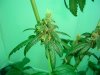 60 days harvest 006.jpg
