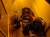 dsc02393m.jpg