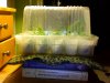 greenhouse2.jpg