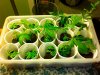 greenhouse3.jpg