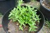 Herb Garden  Free Love 4p.JPG