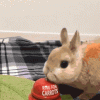 bunny-rabbit-carrot-bell.gif