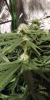 20220414_220013_HDR_scrubbed.png