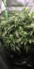 20220417_150031_HDR_scrubbed.png