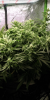 20220417_150036_HDR_scrubbed.png