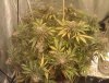 1 - Tent (MS1 plant only).jpg