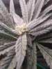 20220425_210351.jpg 20220425_210351.jpg