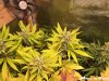 Chem 91 x GodBerry.jpg
