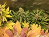Chem 91 x Gorilla Glue.jpg