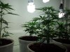 grow 044.jpg