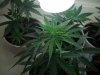 grow 050.jpg