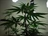 grow 053.jpg