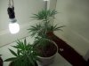 grow 052.jpg