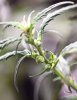 Blue-Dream-2.jpg