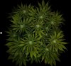 grow-with-medicgrow-smart8-spacementgrown-day23-17.jpg