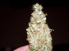 100_2288.jpg