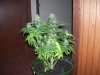 100_2225.jpg