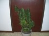 100_2293.jpg