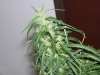 100_2294.jpg