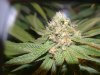 1st Grow Week 6 015.jpg