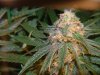 1st Grow Week 6 034.jpg