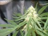 1st Grow Week 6 036.jpg