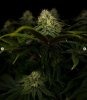 grow-with-medicgrow-smart8-spacementgrown-day36flower-26.jpg