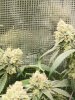 before harvest.jpg