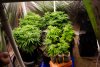 first-grow-20220529-0390.jpg